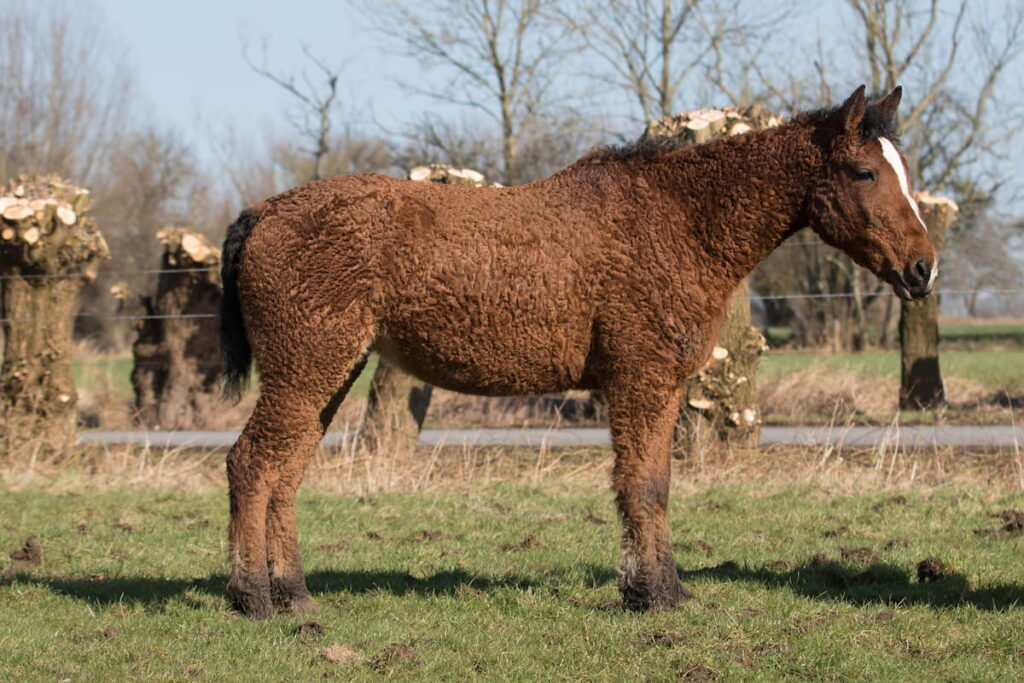 Curly Horse, Horse width curly coat
