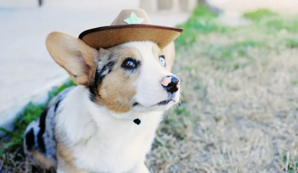 Cute Corgi puppy dog in cowboy hat