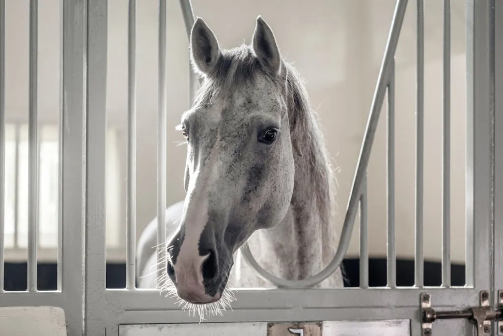 Cute grey horse at the stables

