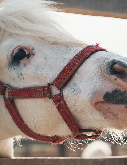 Cutest white horse portrait, lovely face