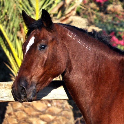 blm mustang hevonen