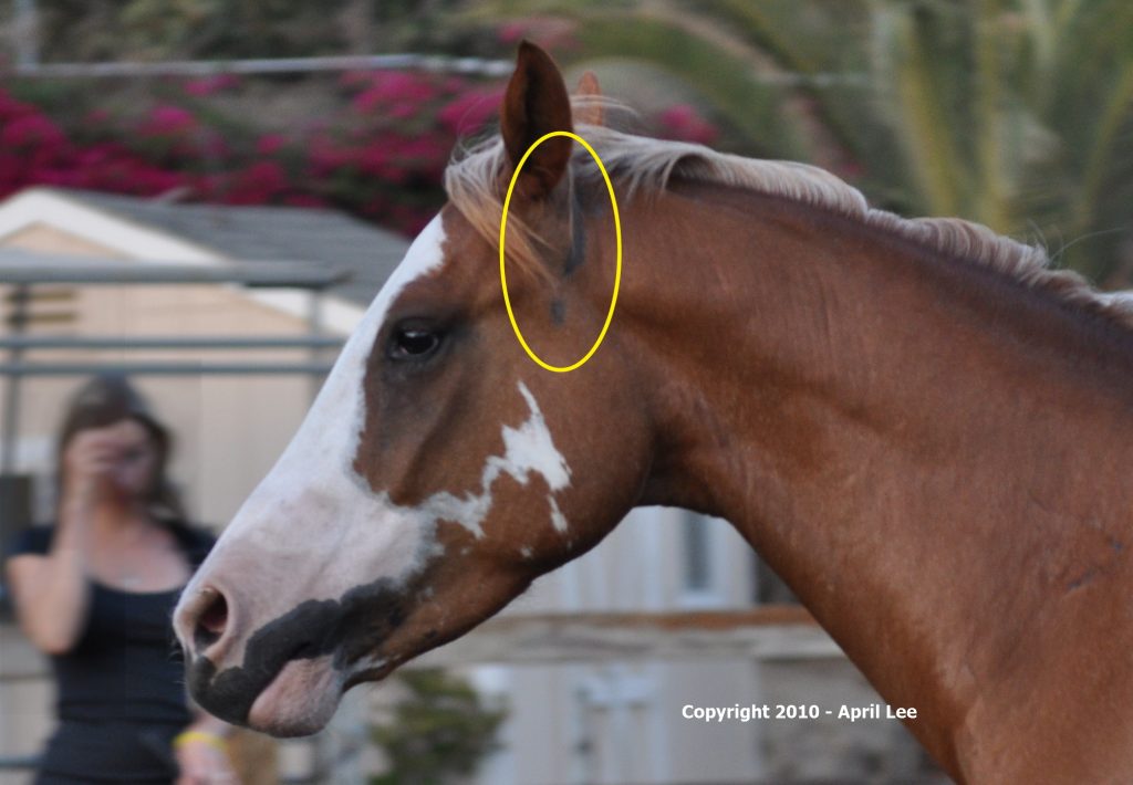 horse with rub spot due to tight fitting tack