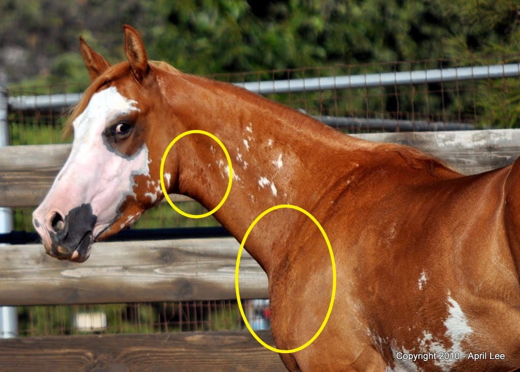 horse showing raised patches due to fly bites