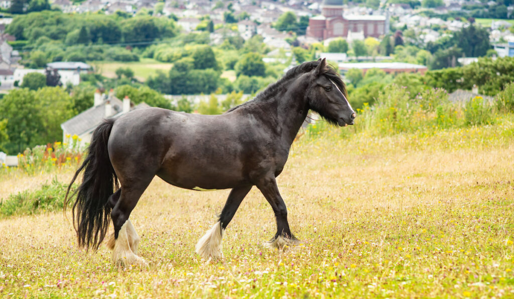 Dales pony on the hill on summer day