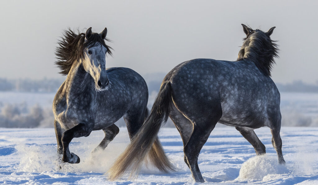 Dancing Andalusian horses or two spanish gray stallions playing on winter field