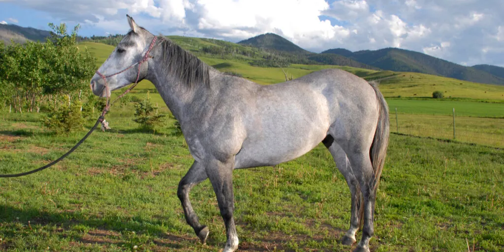 Dapple Gray Quarter Horse On A Ranch In Montana
