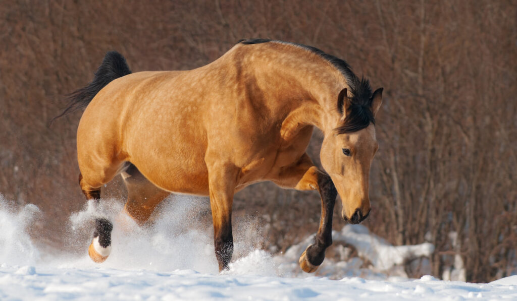 mustang in a snowy field