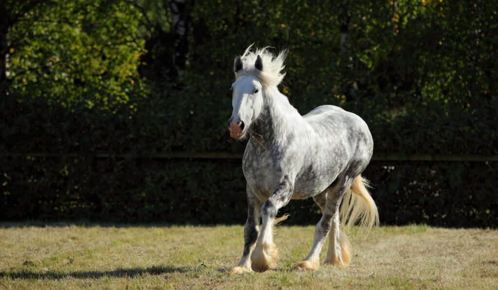 Dapple gray Percheron Draft Horse galloping in evening meadow