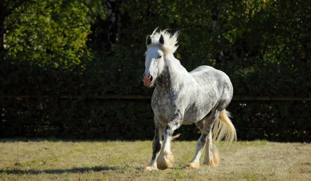 Dapple gray Percheron Draft Horse galloping in evening meadow
