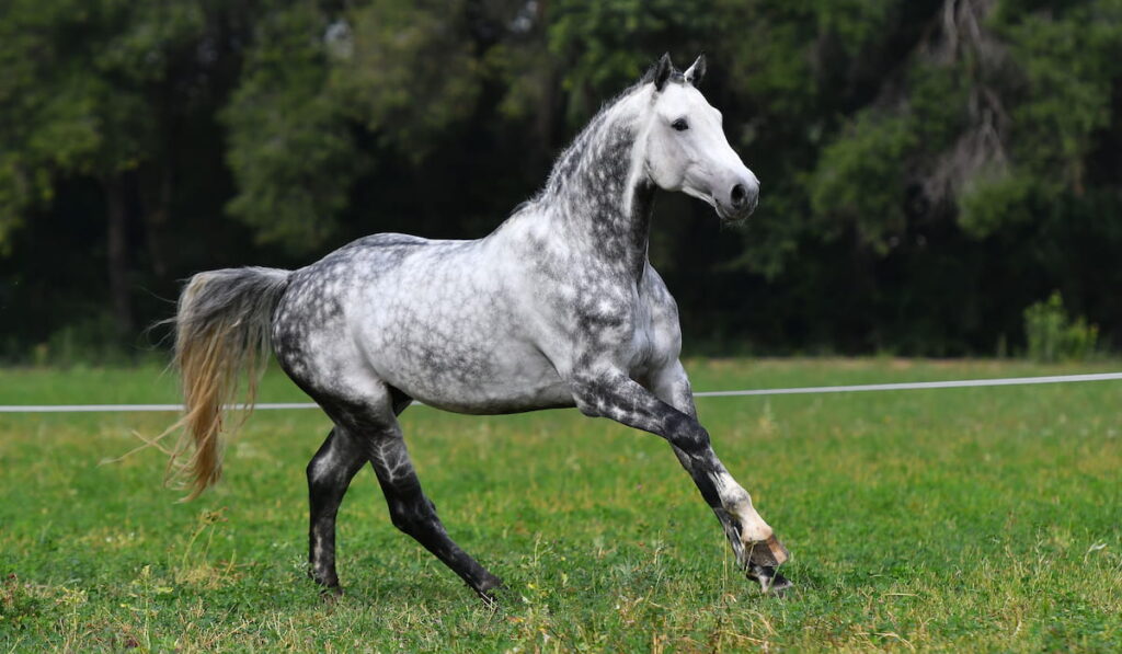 Dappled gray horse with plated braid running in the field.