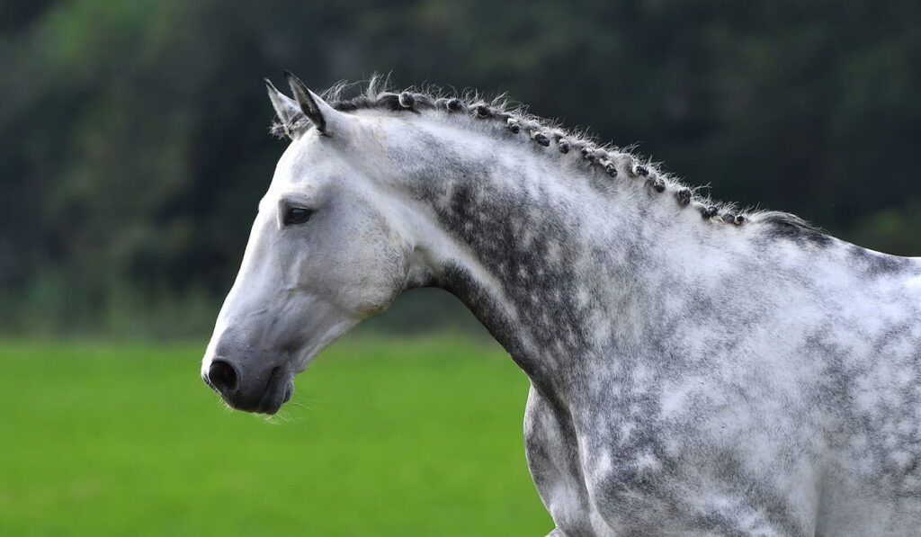 Dappled gray horse with plated braid side view