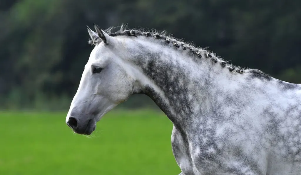 Dappled gray horse with plated braid side view