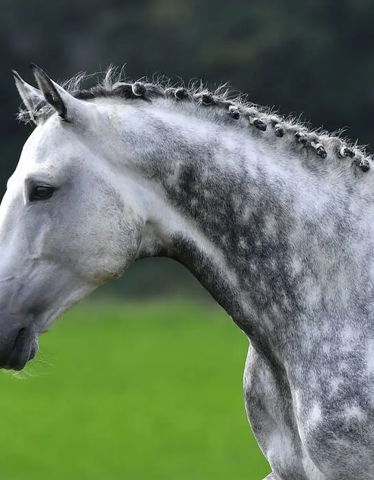 dappled gray horse with plated braid side view