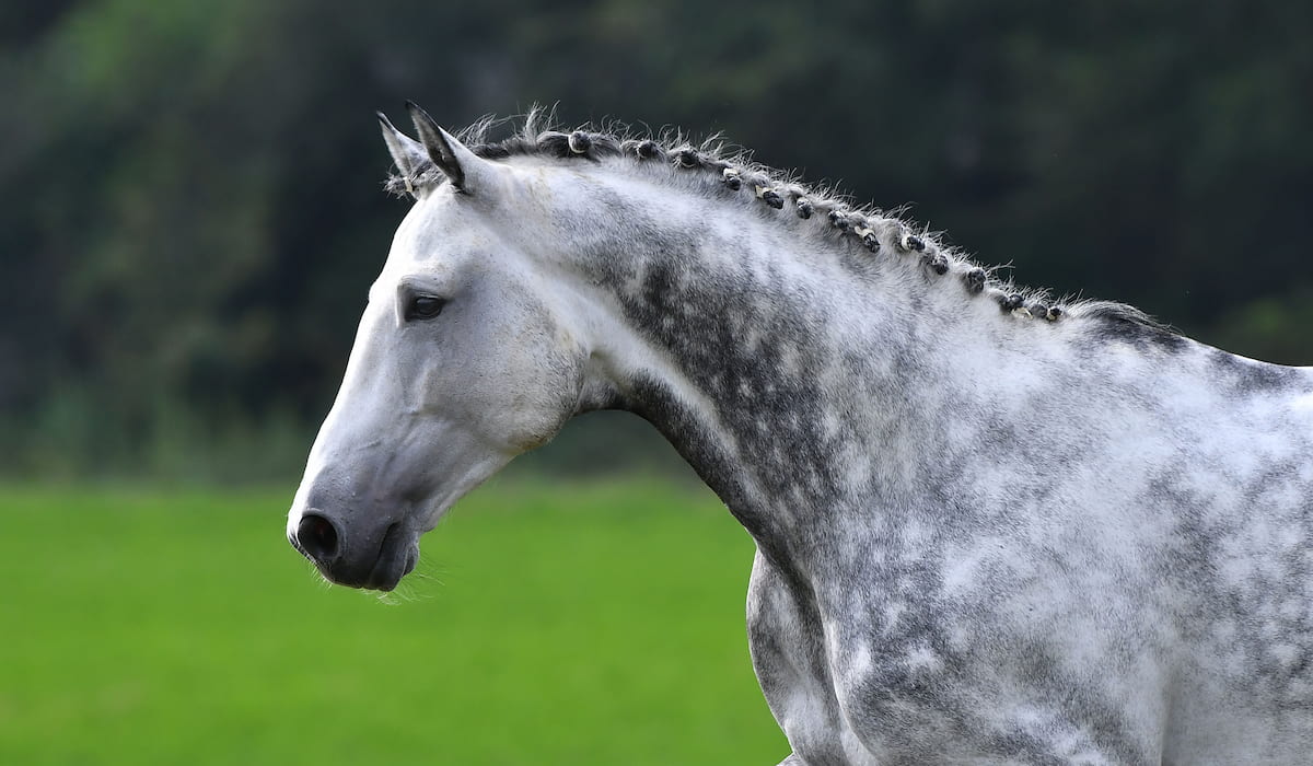 Light Dapple Grey Horse