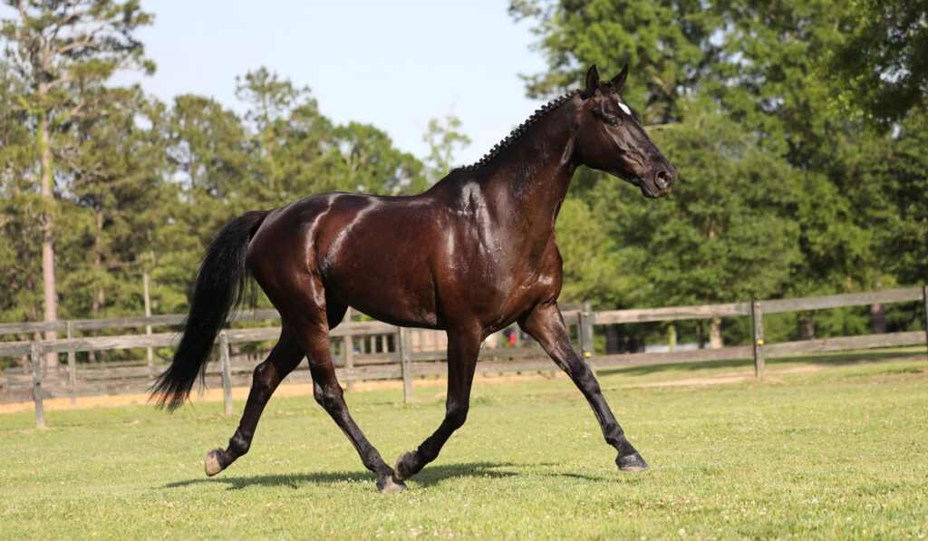 Dark Bay Irish Sport Horse trotting in a paddock
