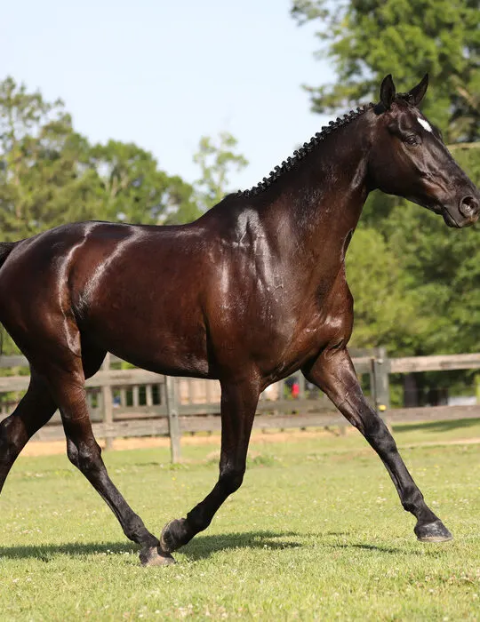 Dark Bay Irish Sport in a paddock