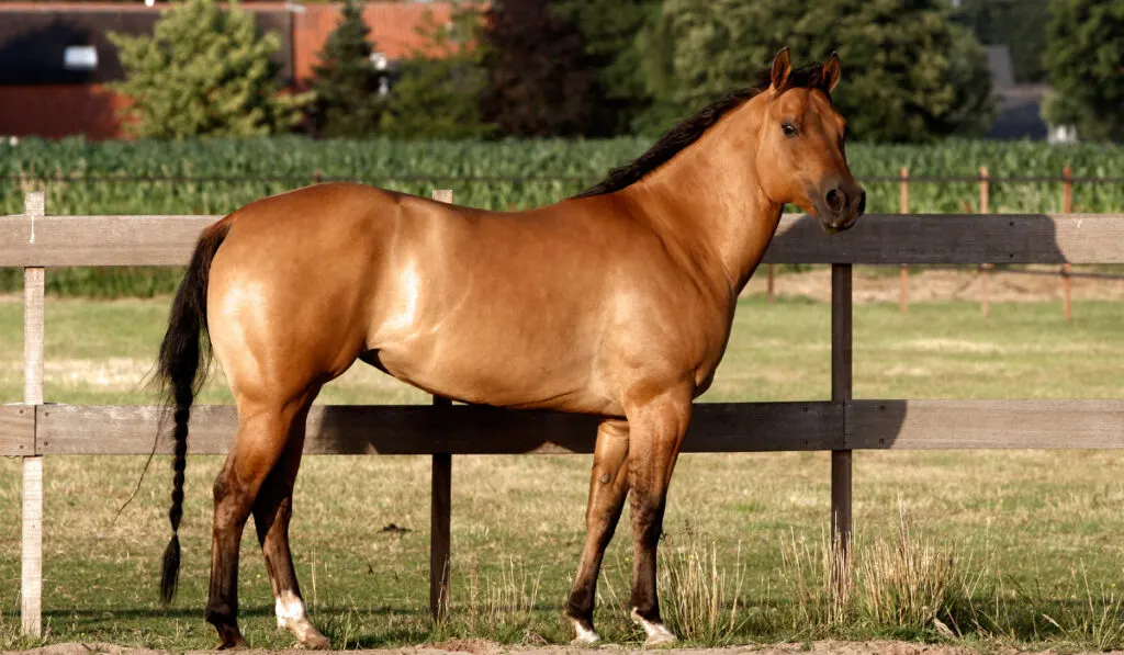 Dark Dun Quarter Horse standing straight up