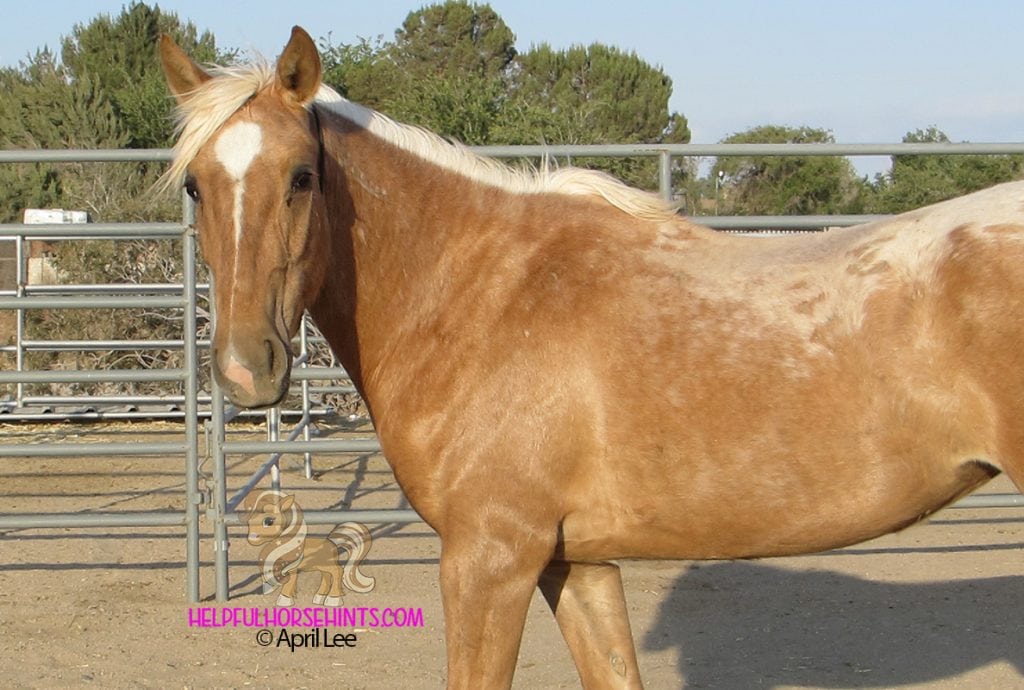 Golden Palomino Mustang in metal pen