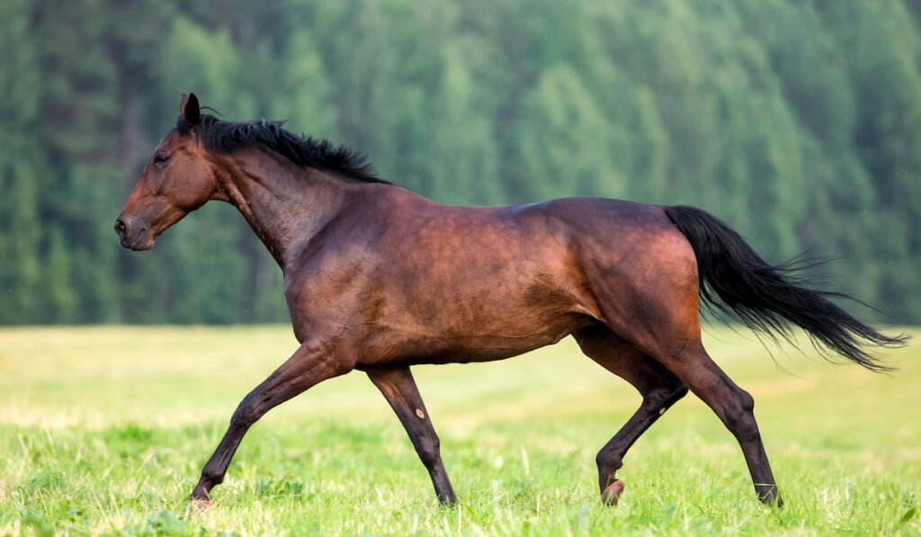 Dark bay horse galloping in forest