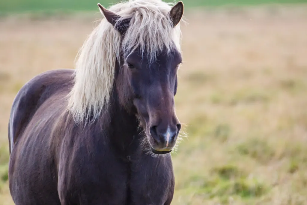 Dark brown Icelandic horse with blonde mane in Iceland