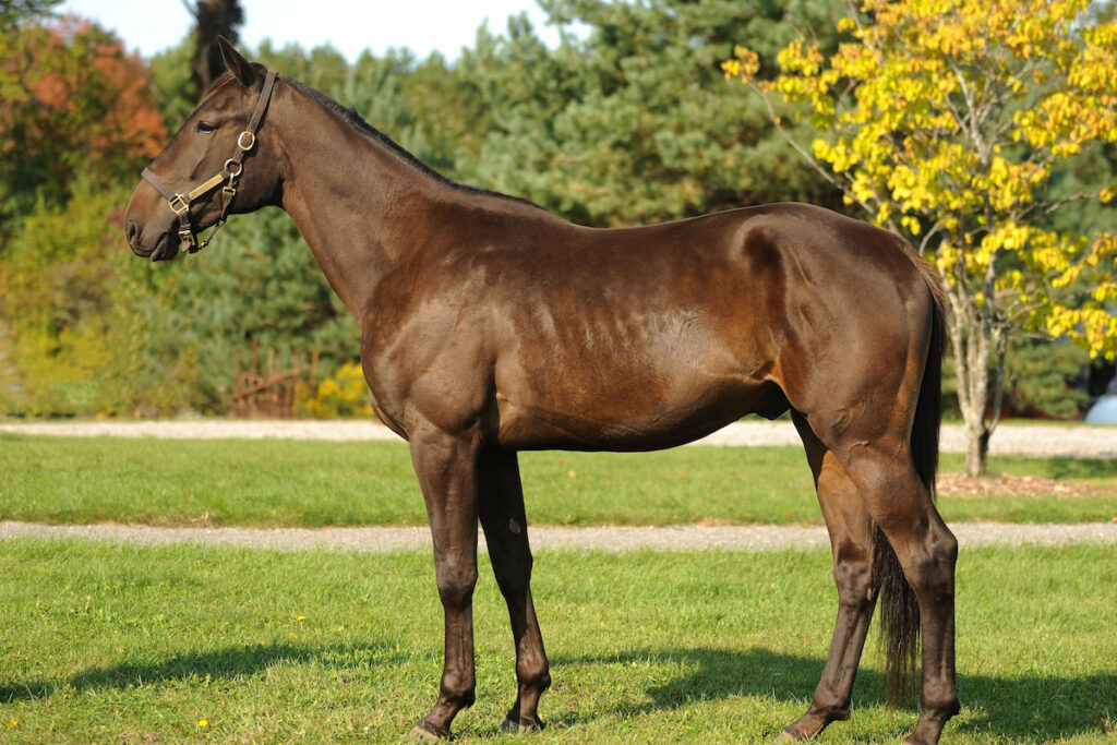 Dark brown Standardbred horse in greenery background