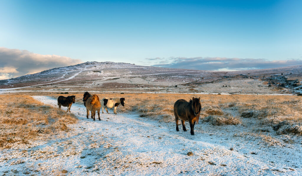 Dartmoor Ponies walking in the filed  ee220329