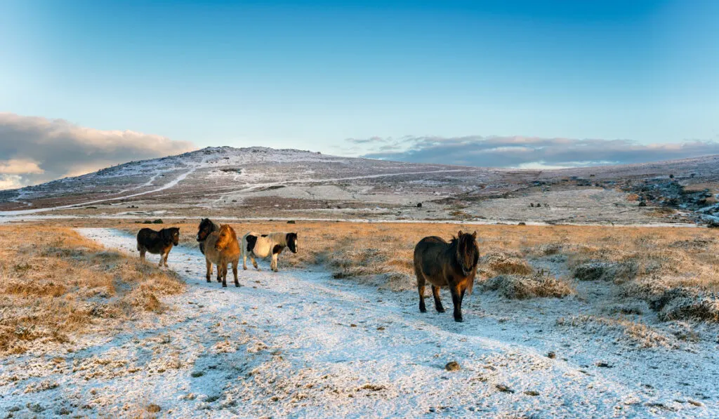 Dartmoor Ponies walking in the filed  ee220329