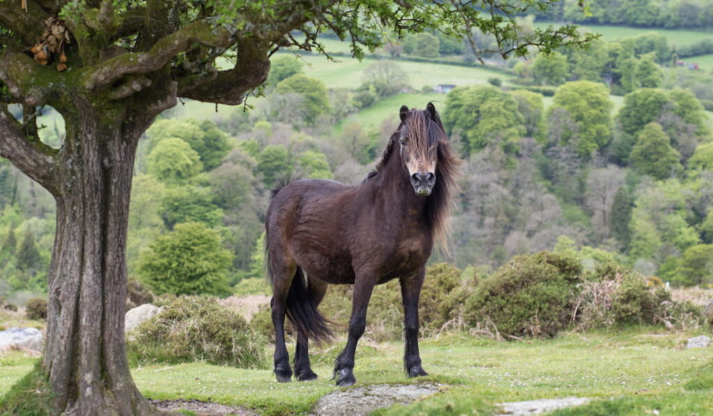 Dartmoor pony