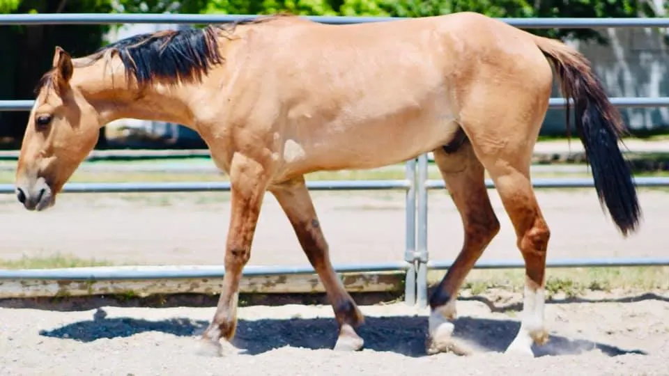 Bay Dun BLM Mustang in paddock