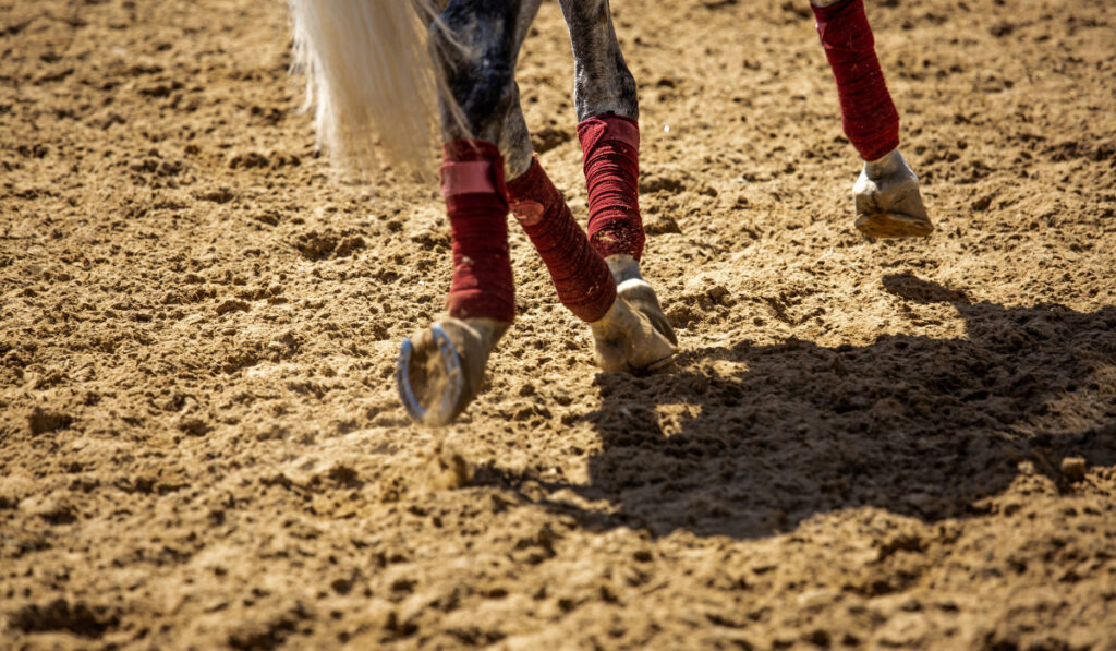 horse with horse shoe studs on grass