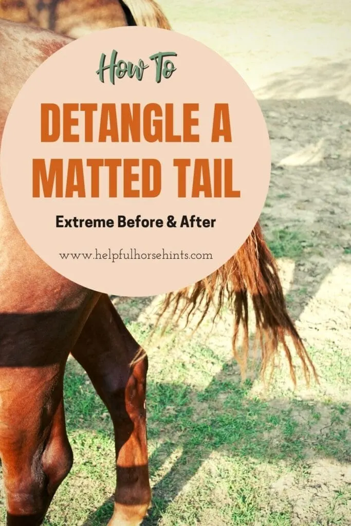 Pinterest pin - Detangling A Matted Tail - Extreme Before & After
