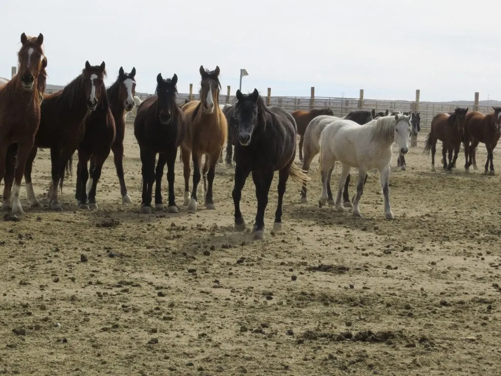Different Colored BLM Mustangs Waiting to Be Adopted