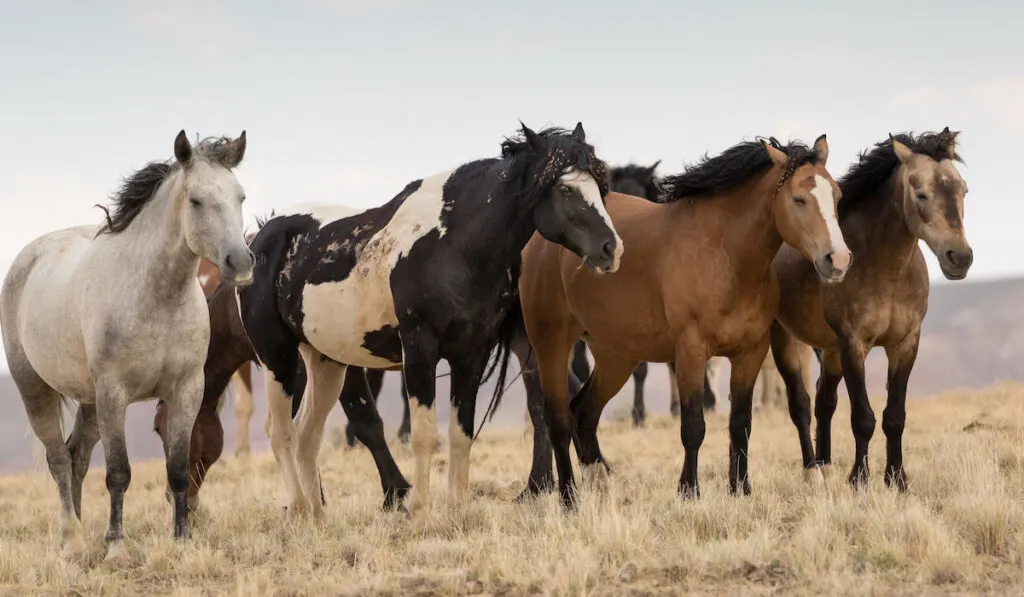 Different colors of Wild Mustang Horses grazing