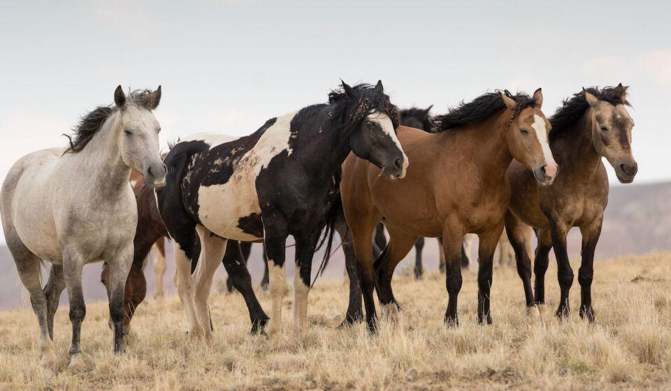Horse Predators A Look at What Eats Horses in the Wild Helpful