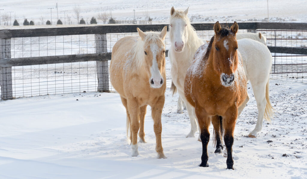 Different colors of Winter horses 