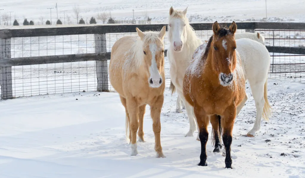 Different colors of Winter horses