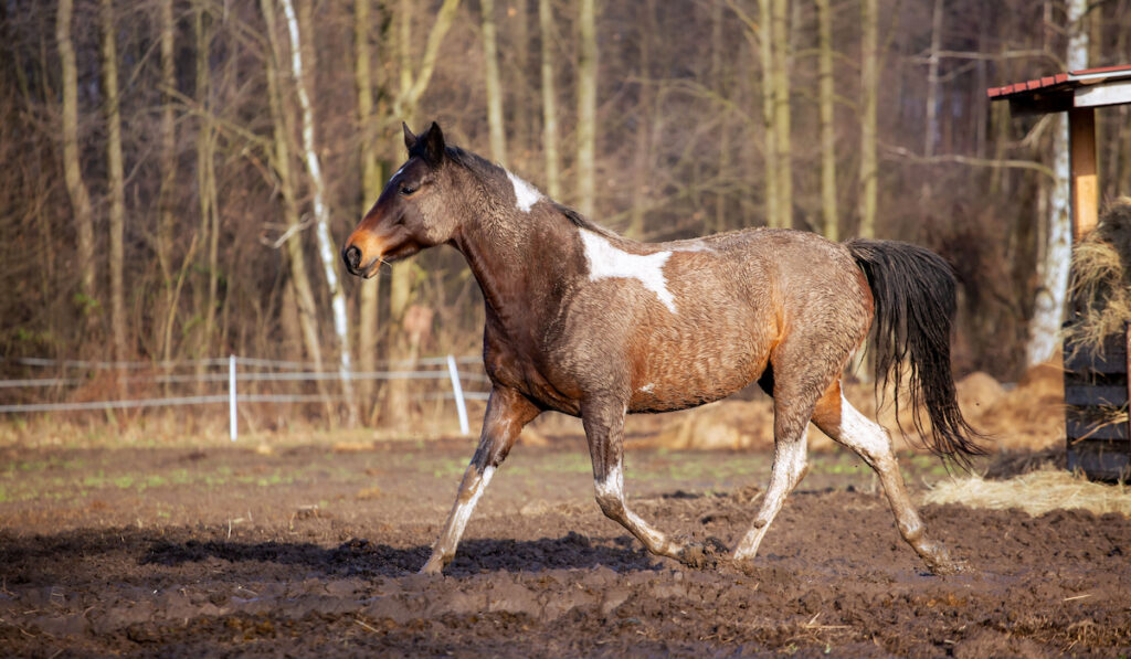 Dirty horse mud. Trotting on the pasture spring hooves in the mud