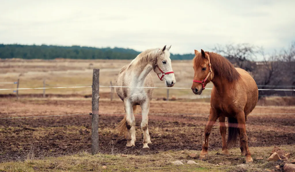 Dirty horses in a muddy riding arena with electric fence in countryside horse riding ranch