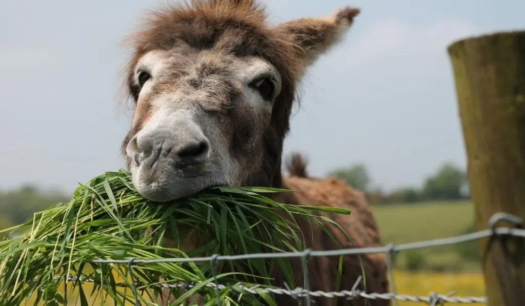 Donkey Eating Grass