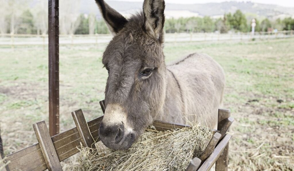 Donkey Eating Straw