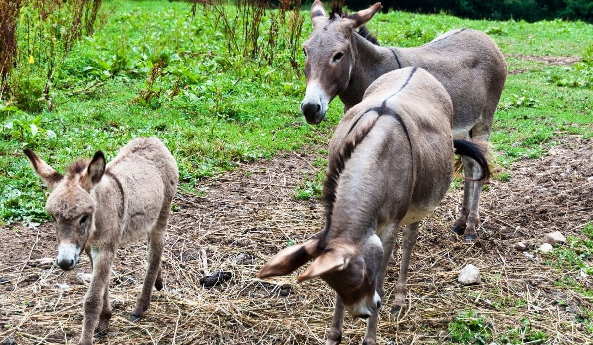 Crosses On Donkeys Backs