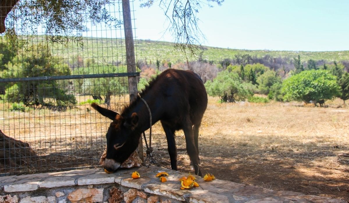 Donkey Horse Eating Oranges