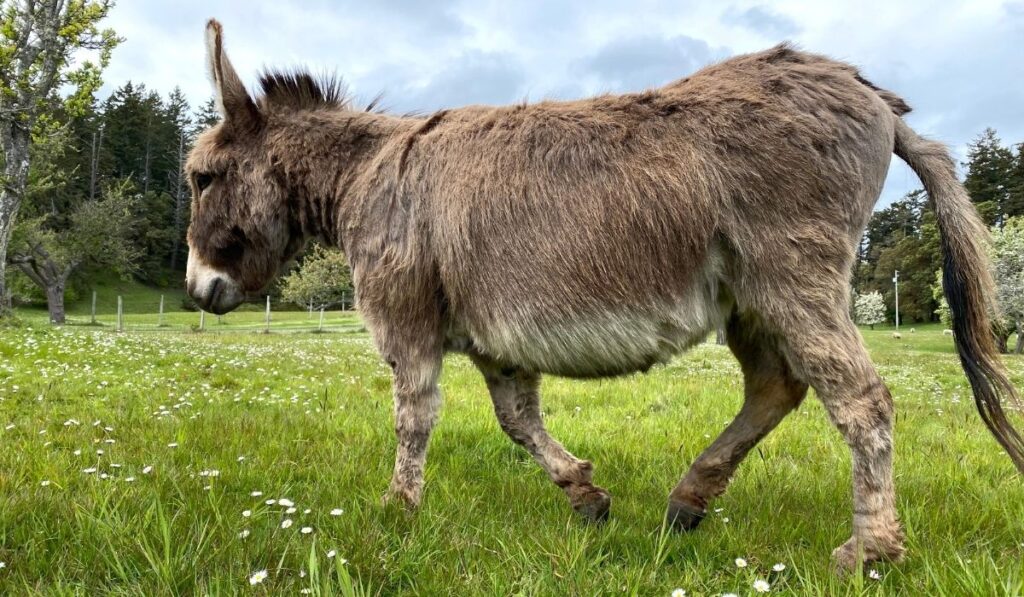 Donkey In The Grass Field