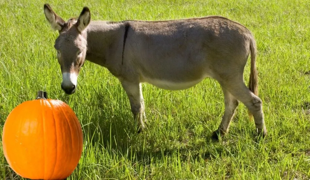 A donkey and a pumpin
