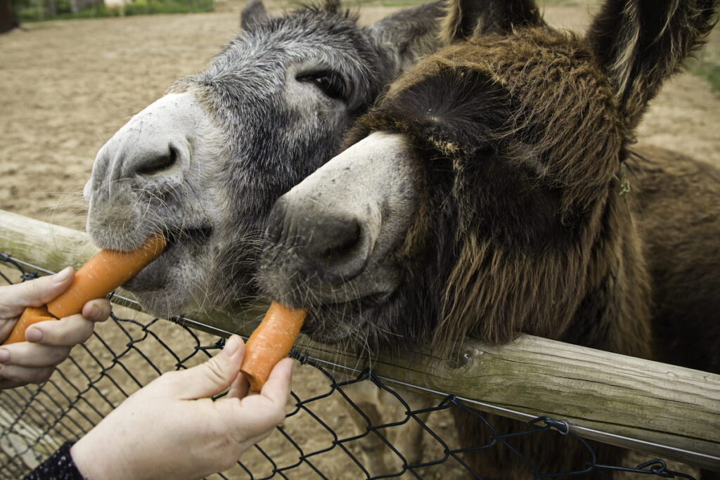 Donkey eating carrots on farm, natural park
