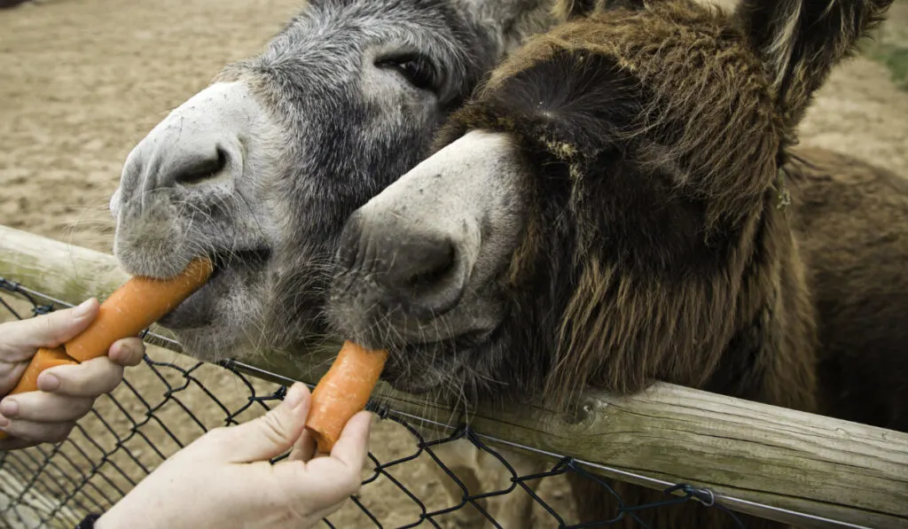 Donkey eating carrots on farm