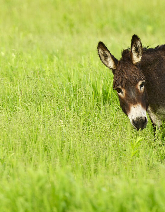 Donkey in Grass. Farm Pasture. Agriculture Photo Collection.