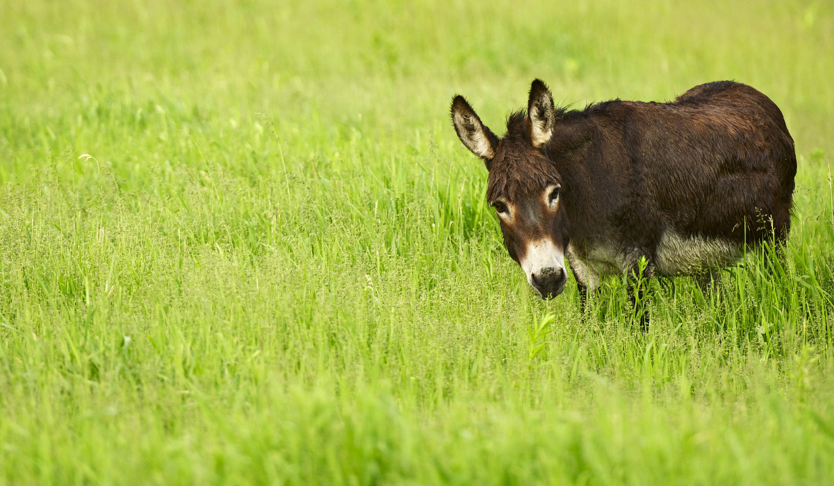 Can Donkeys Eat Pumpkin? Helpful Horse Hints