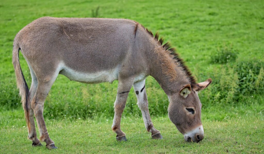 Donkey in a clearing in the wild

