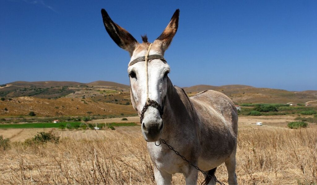 Donkey in the field